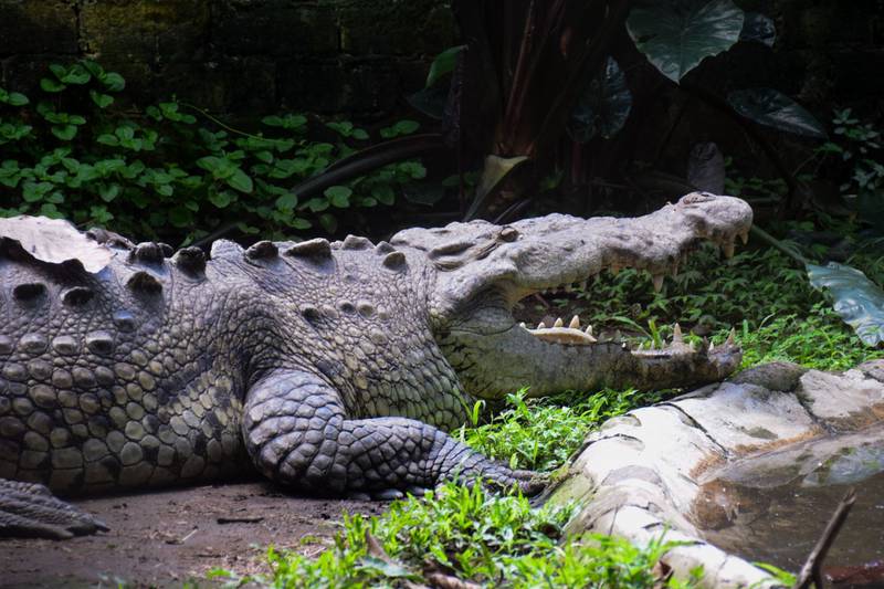 Hombre en Florida es mordido por un cocodrilo al abrir la puerta de su casa  – Metro World News