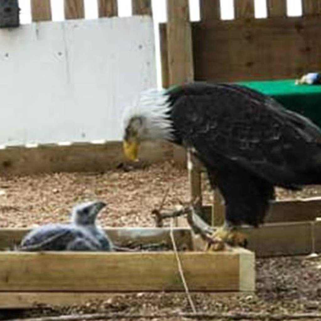 El águila calva de Missouri se convierte en el orgulloso padre adoptivo de  un aguilucho después de cuidar una roca – Metro World News