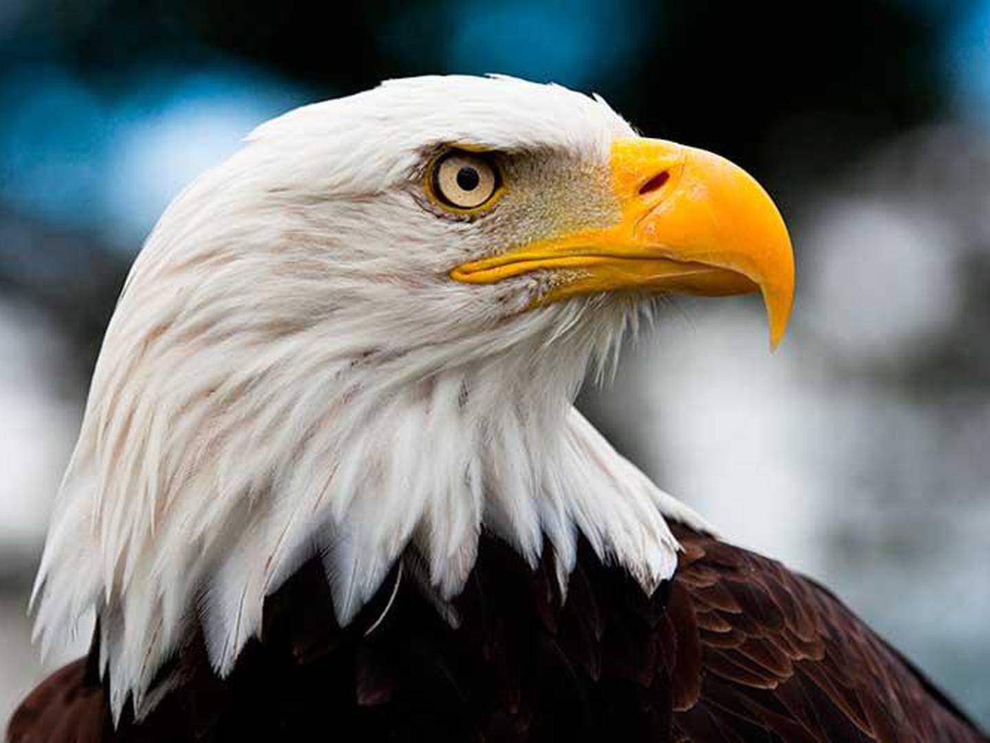 Funcionarios aseguran que 2 hombres de Nebraska supuestamente mataron a un  águila calva y planeaban comérsela – Metro World News
