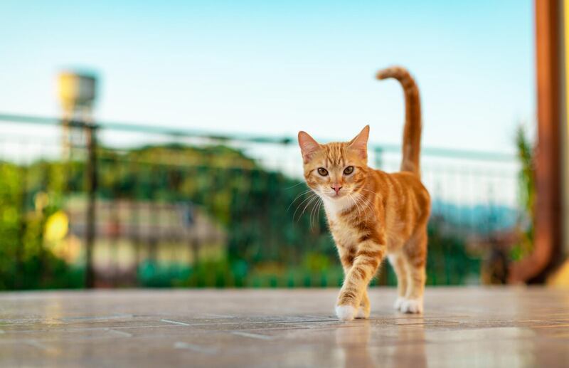 No te asustes si tu gato vomita ocasionalmente