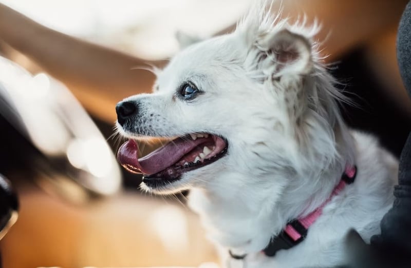 Mira cómo llevar correctamente las mascotas en el auto