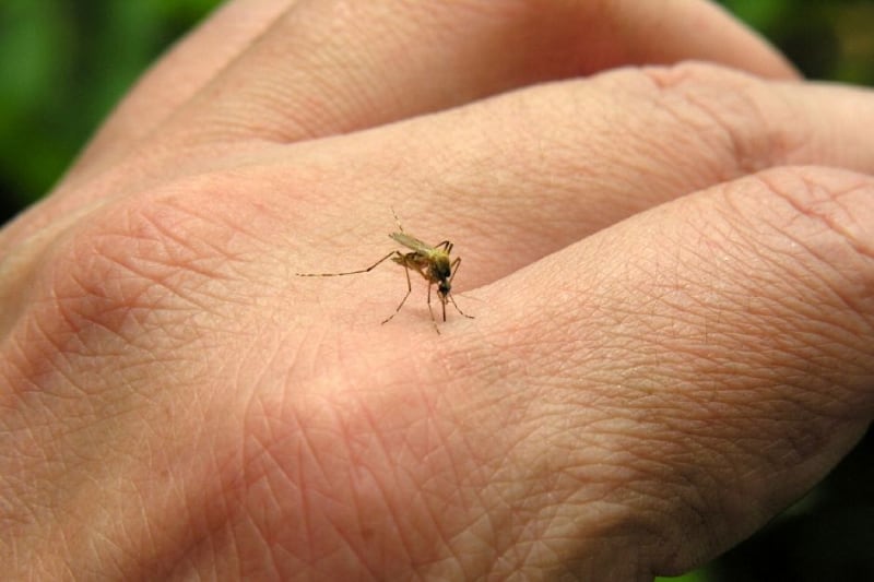 El mosquito es el portador de enfermedades como el dengue.