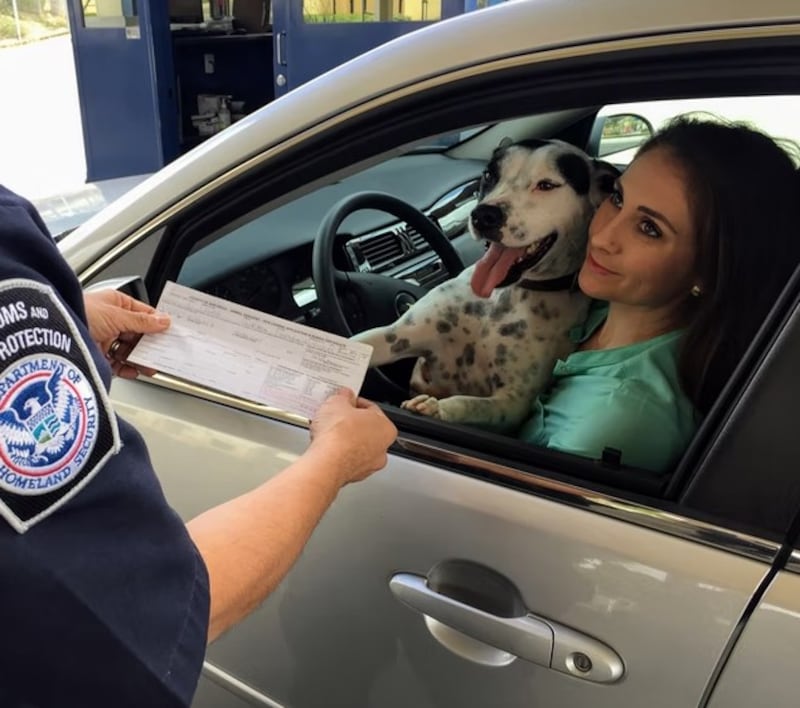 Mira cómo llevar correctamente las mascotas en el auto