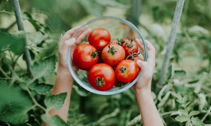 Tomate para saúde/ reprodução