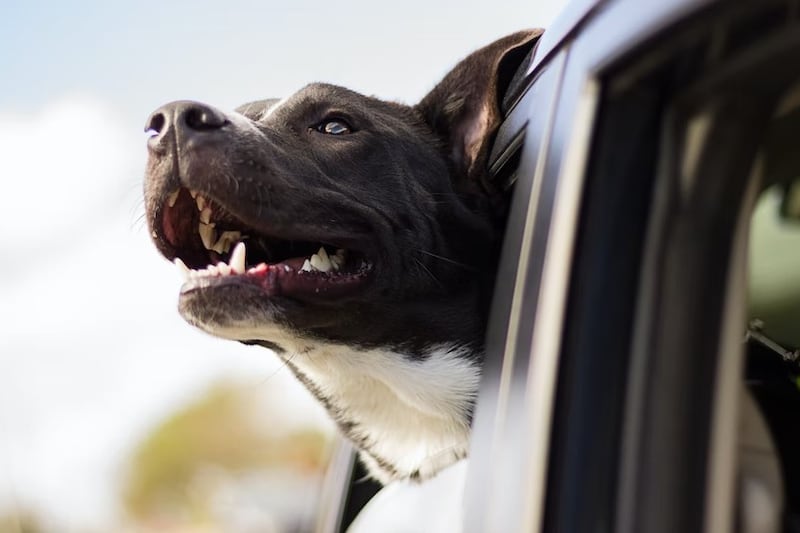 Mira cómo llevar correctamente las mascotas en el auto