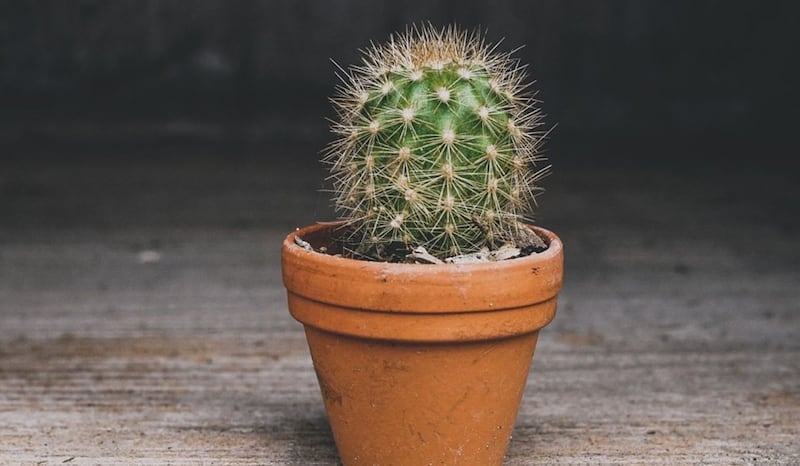 Plantas pequeñas