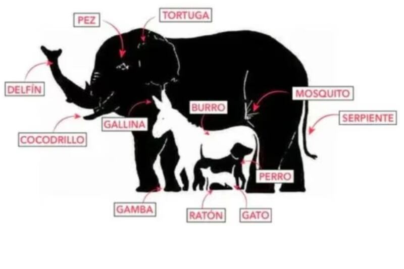 Estos son los 13 animales.