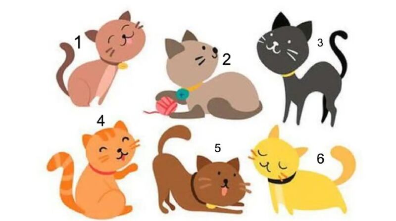 Elige a un gato y descubre parte de tu personalidad.