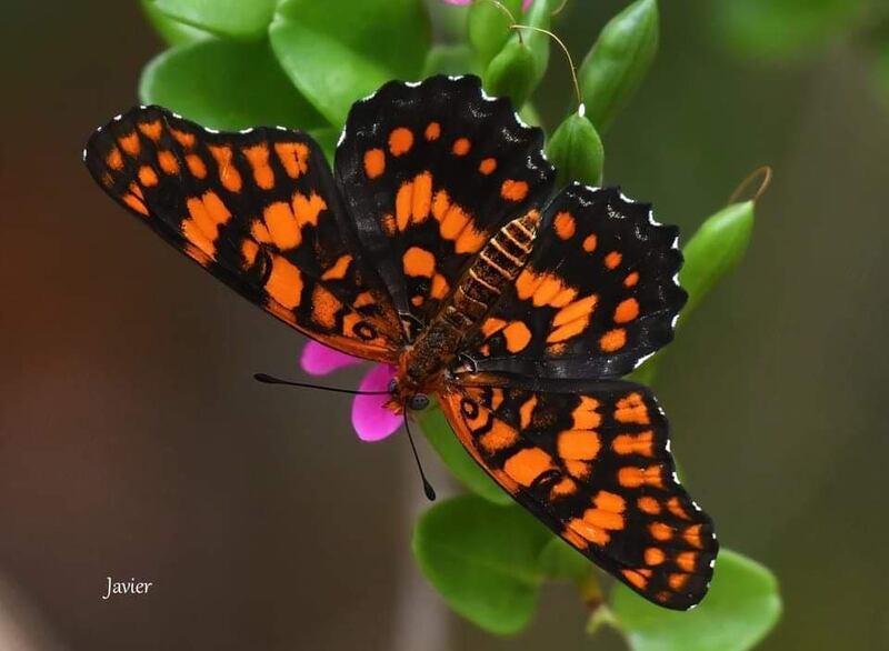 Mariposa Atlantea Tulita