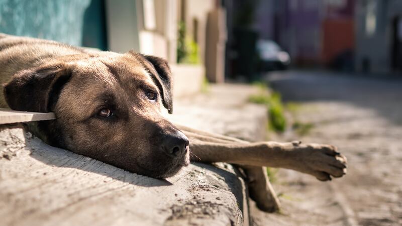 Los perros sienten tristeza al quedarse solos en casa.