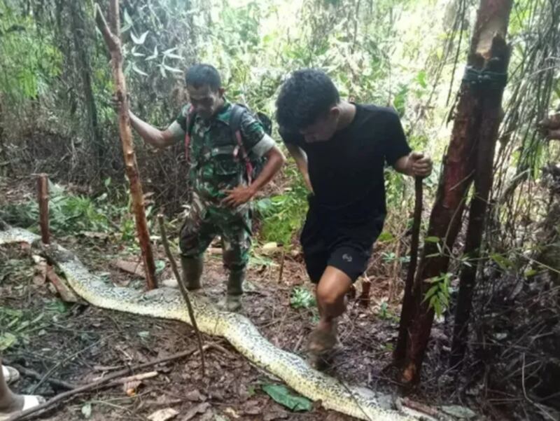 Mulher desaparece é encontrada por marido dentro de cobra píton de 9 metros na Indonésia