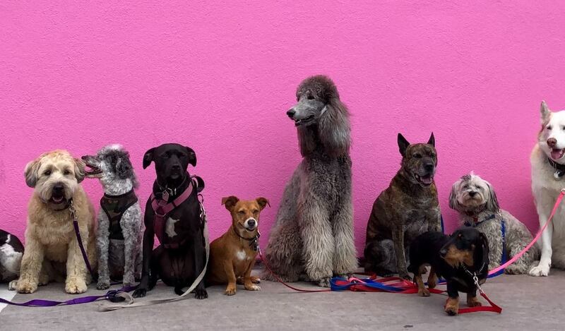 Los perros son de las mascotas más adorables