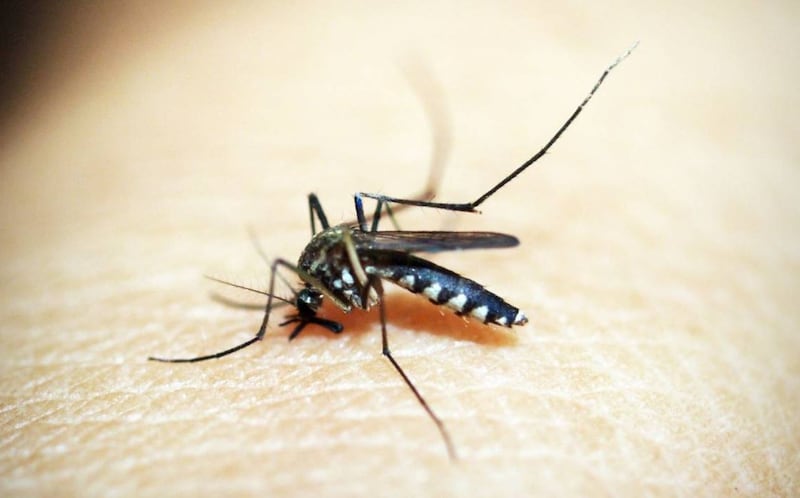 Los mosquitos se sentían más atraídos por los ácidos carboxílicos del aire, incluido el ácido butírico. | Foto: Referencial