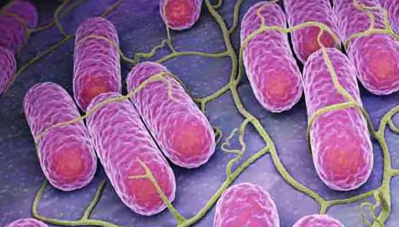 La salmonella es una bacteria que se puede conseguir en varios alimentos.| Foto: Referencial