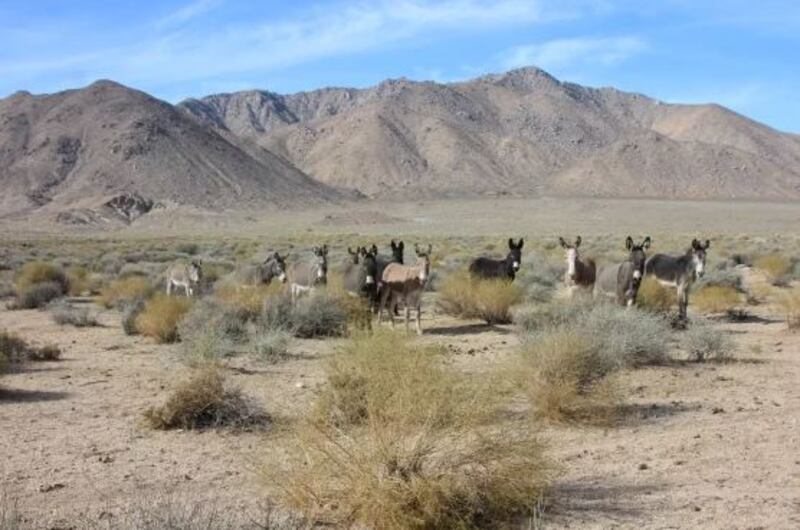 Asesina a burros del Parque Nacional Death Valley.| Foto: NPS