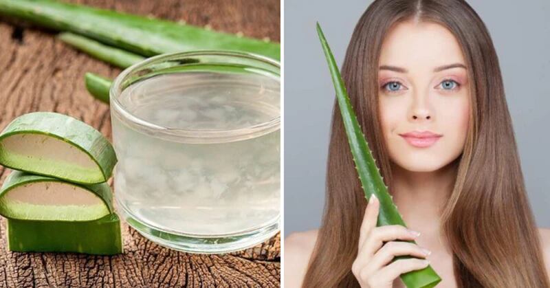 Conoce La Diversidad De Beneficios Que Entrega El Aloe Vera Metro World News 5822